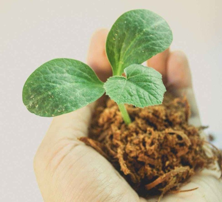 person holding green leafed plant